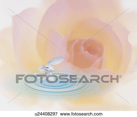 Stock Photo - Dove flying over rippling water with rose in the background. Fotosearch