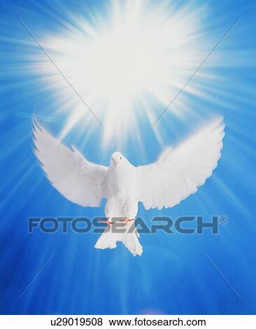 Stock Photo - Dove flying under burst of light. Fotosearch