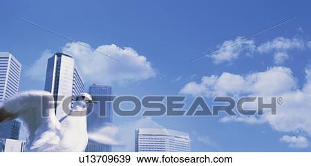 Stock Photo - Dove in the city. Fotosearch
