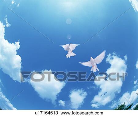 Stock Image - Doves flying in a blue sky. Fotosearch
