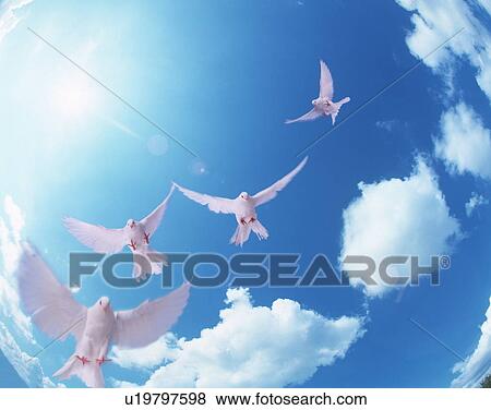 Stock Photo - Doves flying in a blue sky. Fotosearch
