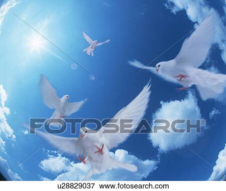 Stock Photo - Doves flying in a blue sky. Fotosearch