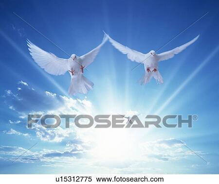 Doves flying in a blue sky View Large Photo Image Stock Photography - Doves flying in a blue sky. Fotosearch