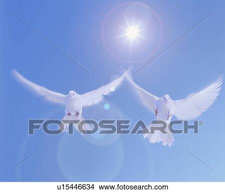 Doves flying in blue sky View Large Photo Image Picture - Doves flying in blue sky. Fotosearch