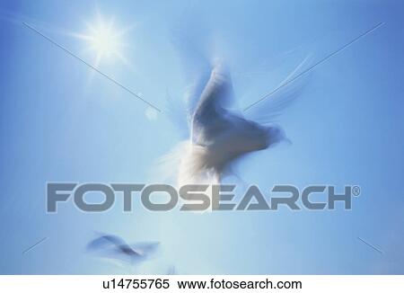 Stock Photography - Doves flying in sunlight. Fotosearch