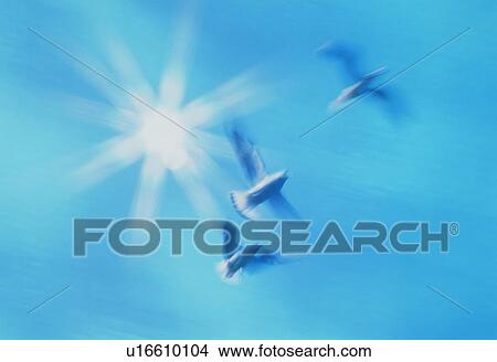 Picture - Doves flying under a bright sun. Fotosearch