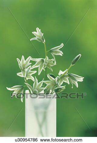 Stock Photograph - Drooping Star of Bethlehem. Fotosearch