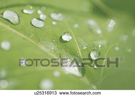 Stock Image - Drops on a Leaf. Fotosearch