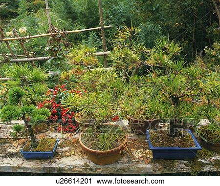 Stock Image - Dwarf trees growing in pots. Fotosearch