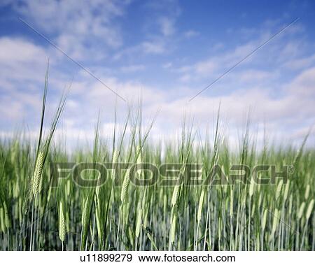 Ear of Wheat in Field View Large Photo Image Stock Photo - Ear of Wheat in Field. Fotosearch