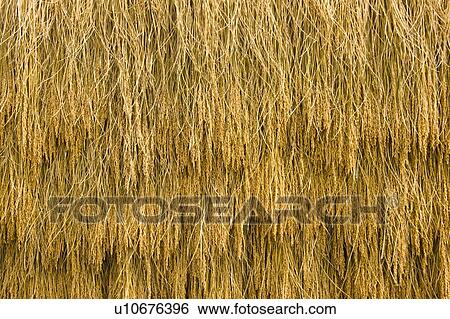 Ears of rice hung up to dry View Large Photo Image Stock Photograph - Ears of rice hung up to dry. Fotosearch