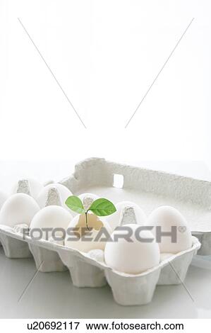 Eggs in a carton with a green sprout View Large Photo Image Stock Photo - Eggs in a carton with a green sprout. Fotosearch