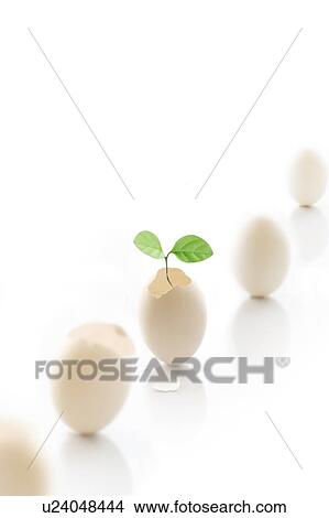 Eggs in a row with a green sprout growing from one shell View Large Photo Image Picture - Eggs in a row with a green sprout growing from one shell. Fotosearch