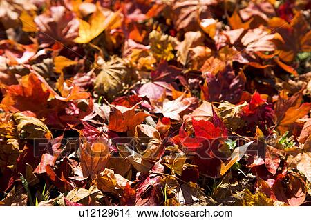 Picture - Fallen autumn leaves, full frame. Fotosearch