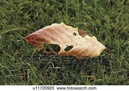 Fallen leaf View Large Photo Image Stock Image - Fallen leaf. Fotosearch