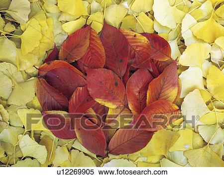 Stock Photography - Fallen leaves in autumn color, full frame. Fotosearch