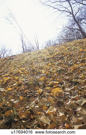 Stock Photograph - Fallen leaves of a ginkgo tree, Kawasaki, Kanagawa Prefecture, Japan. Fotosearch