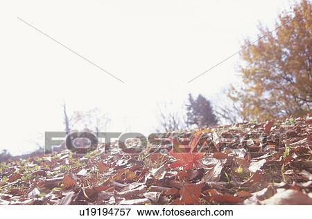 Fallen leaves on ground, Kawasaki, Kanagawa Prefecture, Japan View Large Photo Image Stock Photo - Fallen leaves on ground, Kawasaki, Kanagawa Prefecture, Japan. Fotosearch