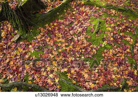 Stock Photo - Fallen leaves on ground next to tree trunk, Yamashina-ku, Kyoto, Japan. Fotosearch