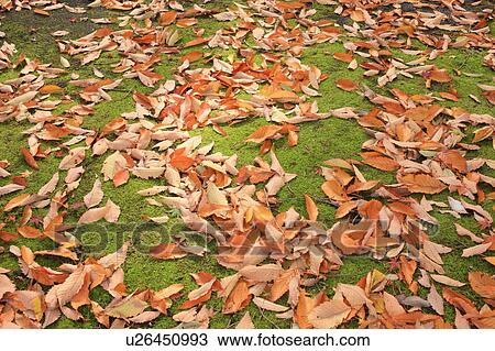 Stock Image - Fallen leaves on ground, Yamashina-ku, Kyoto, Japan. Fotosearch