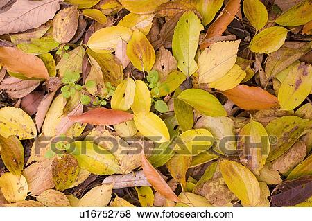 Stock Photo - Fallen leaves on ground, Yamashina-ku, Kyoto, Japan. Fotosearch