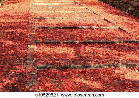 Stock Image - Fallen maple leaves on stone steps at Bishamon-do. Yamashina-ku, Kyoto, Japan. Fotosearch