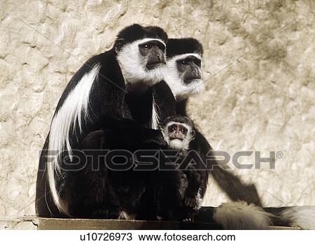 Family of monkey, Tokyo prefecture, Japan View Large Photo Image Stock Image - Family of monkey, Tokyo prefecture, Japan. Fotosearch