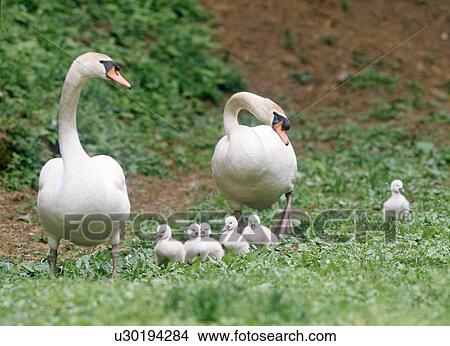 Family of swan walking on grass, Hirosaki city, Aomori prefecture, Japan View Large Photo Image Picture - Family of swan walking on grass, Hirosaki city, Aomori prefecture, Japan. Fotosearch