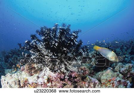 Stock Photo - Feather star on coral reef and Bella fish, Maldive Islands. Fotosearch