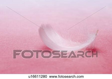 Feather View Large Photo Image Stock Image - Feather. Fotosearch