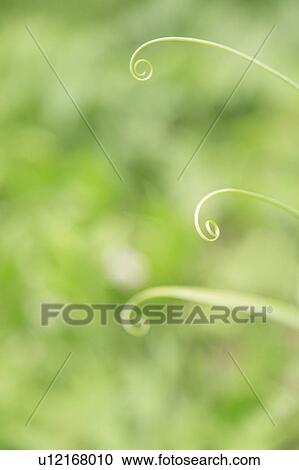 Fern fronds, close up View Large Photo Image Stock Image - Fern fronds, close up. Fotosearch