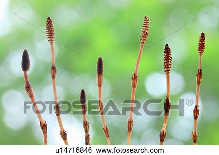 Field horsetails in a row View Large Photo Image Stock Photograph - Field horsetails in a row. Fotosearch