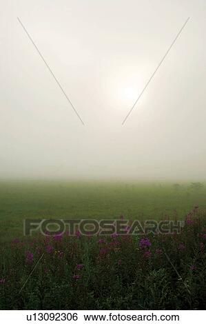 Field in the morning haze, Shimosuwa town, Nagano prefecture, Japan View Large Photo Image Stock Photograph - Field in the morning haze, Shimosuwa town, Nagano prefecture, Japan. Fotosearch