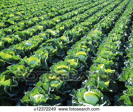 Field of cabbages, full frame, Miura city, Kanagawa prefecture, Japan View Large Photo Image Stock Photo - Field of cabbages, full frame, Miura city, Kanagawa prefecture, Japan. Fotosearch