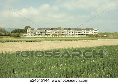 Field of Green Onion and Housing View Large Photo Image Picture - Field of Green Onion and Housing. Fotosearch