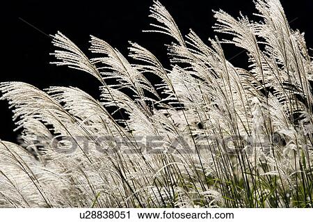 Field of Japanese silver grass, black background View Large Photo Image Stock Image - Field of Japanese silver grass, black background. Fotosearch