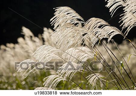 Stock Photo - Field of Japanese silver grass, close up. Fotosearch