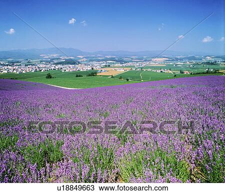 Stock Image - Field of lavenders, Furano city, Hokkaido prefecture, Japan. Fotosearch