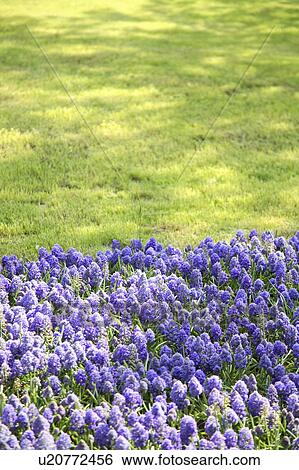 Field of purple flowers, Tokyo prefecture, Japan View Large Photo Image Stock Photograph - Field of purple flowers, Tokyo prefecture, Japan. Fotosearch