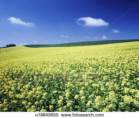 Stock Photography - Field of rape blossoms, Biei town, Hokkaido prefecture, Japan. Fotosearch