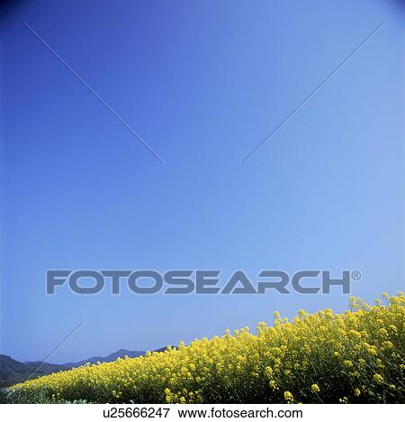 Stock Photo - Field of rape blossoms under blue sky, copy space. Fotosearch