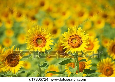 Field of sunflowers, full frame, Zama city, Kanagawa prefecture, Japan View Large Photo Image Picture - Field of sunflowers, full frame, Zama city, Kanagawa prefecture, Japan. Fotosearch