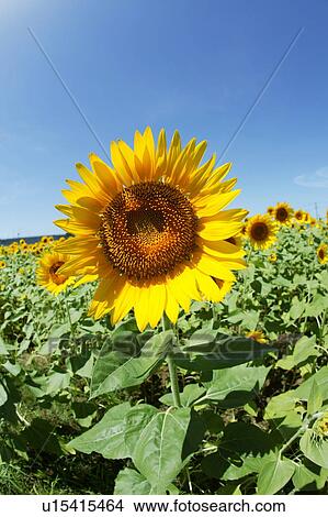 Picture - Field of sunflowers, Zama city, Kanagawa prefecture, Japan. Fotosearch