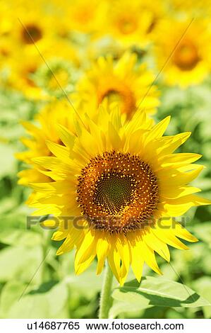 Field of sunflowers, Zama, Kanagawa Prefecture, Japan View Large Photo Image Stock Photography - Field of sunflowers, Zama, Kanagawa Prefecture, Japan . Fotosearch