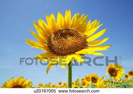 Field of sunflowers, Zama, Kanagawa Prefecture, Japan View Large Photo Image Stock Photography - Field of sunflowers, Zama, Kanagawa Prefecture, Japan . Fotosearch