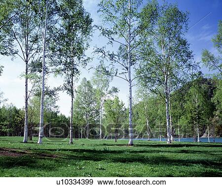 Stock Photo - Field of white birch trees in summer, Hokkaido prefecture, Japan. Fotosearch