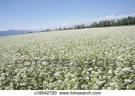 Stock Image - Field of white flowers. Haramura, Nagano Prefecture, Japan. Fotosearch