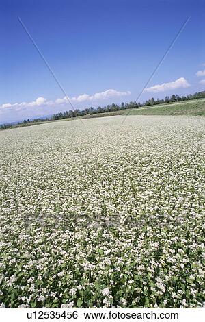 Stock Photograph - Field of white flowers. Haramura, Nagano Prefecture, Japan. Fotosearch