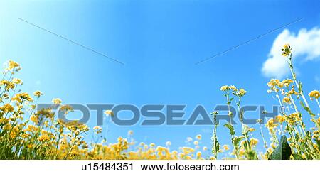 Stock Image - Field of yellow flowers under a blue sky. Fotosearch