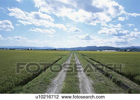 Stock Image - Field. Fotosearch